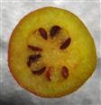  Fruit T.S.